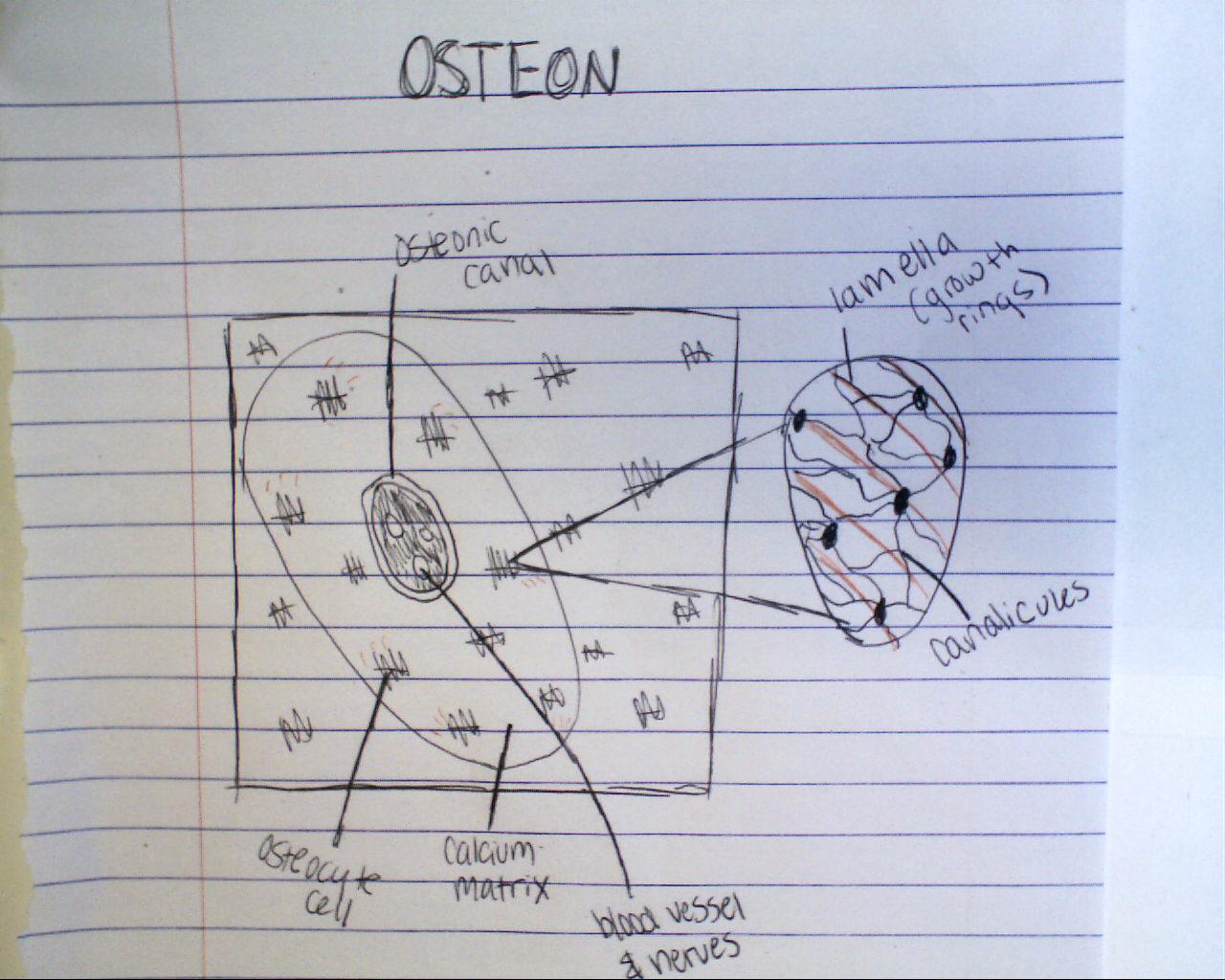 Picture Of Osteon